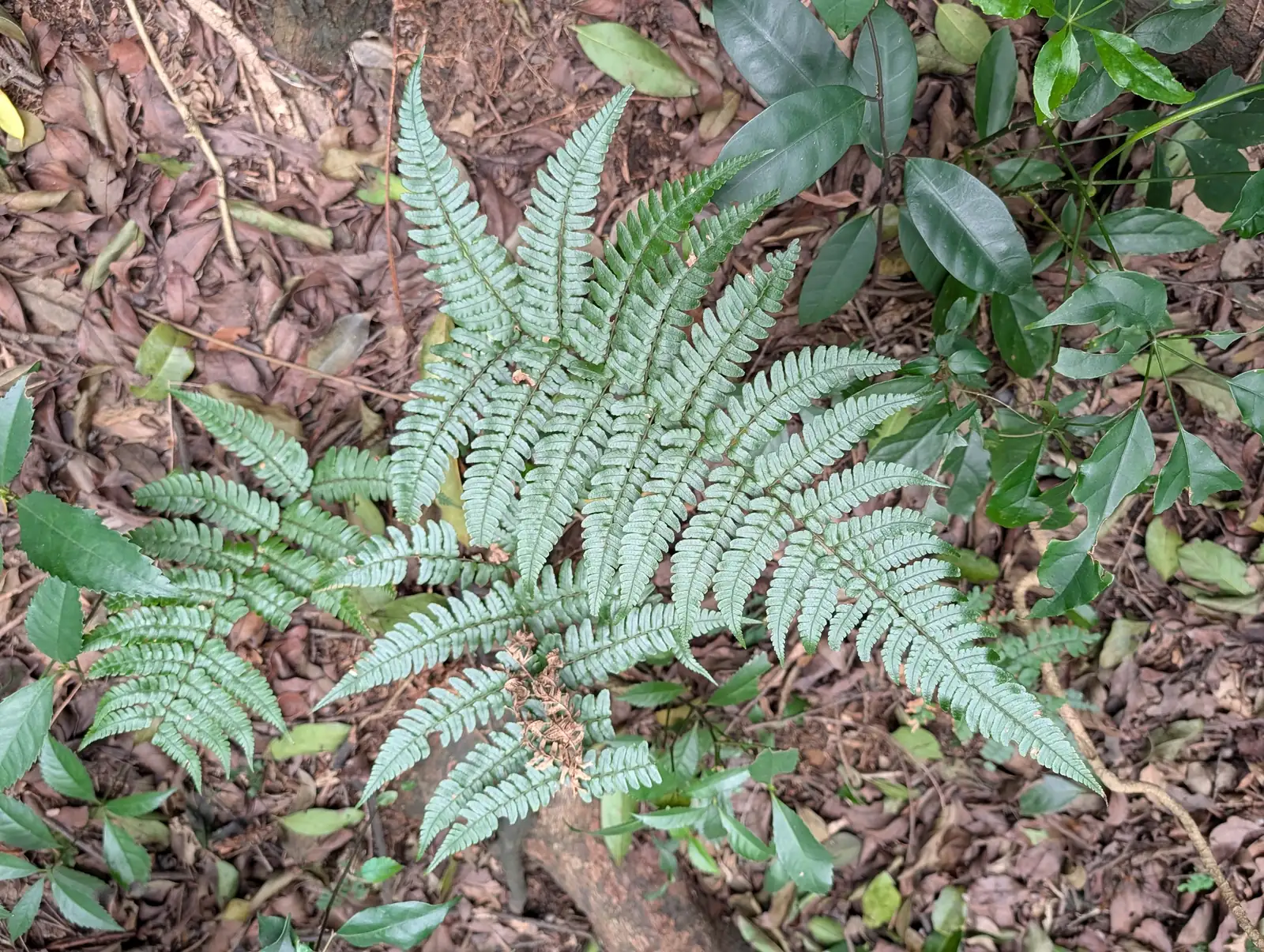阔鳞鳞毛蕨 (Dryopteris championii) — 环境展示