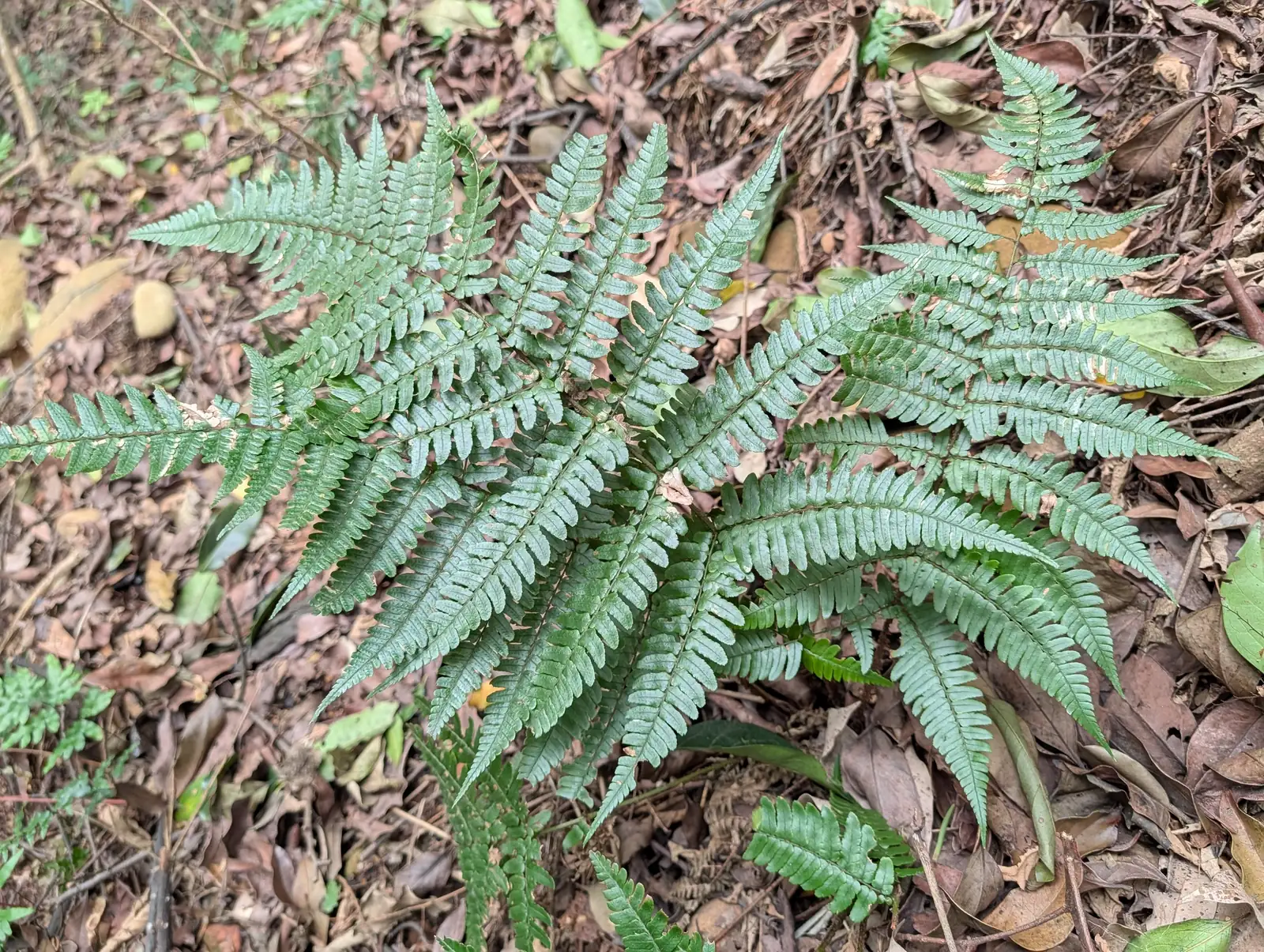 阔鳞鳞毛蕨 (Dryopteris championii) — 更多视角
