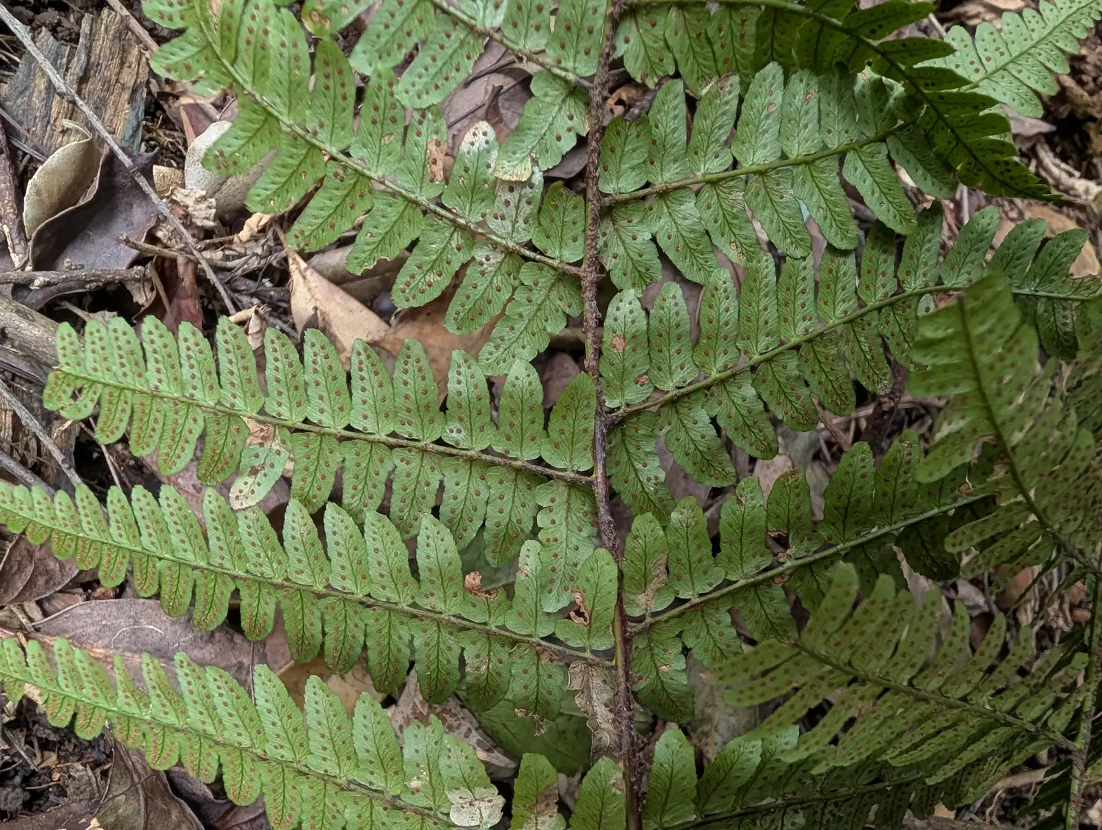 阔鳞鳞毛蕨 (Dryopteris championii) — 更多视角