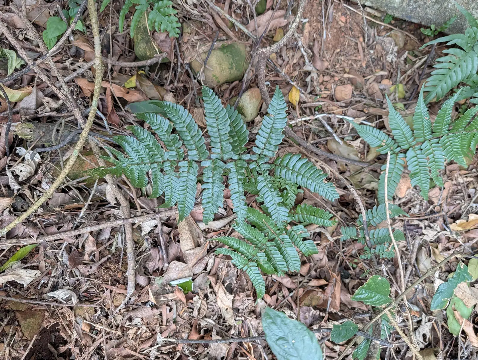 阔鳞鳞毛蕨 (Dryopteris championii) — 更多视角
