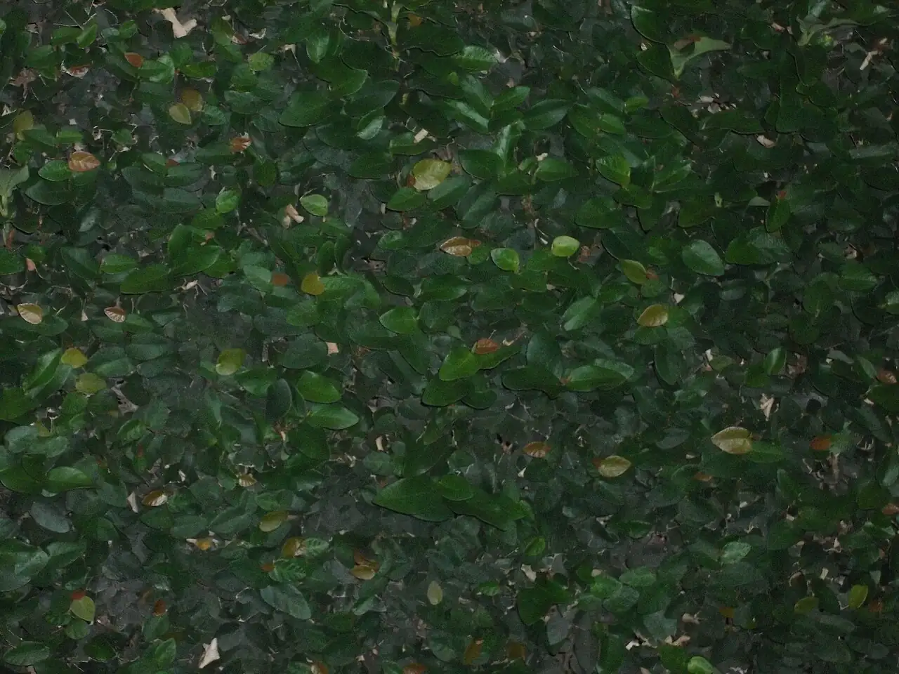 薜荔 (Ficus pumila) — 环境展示