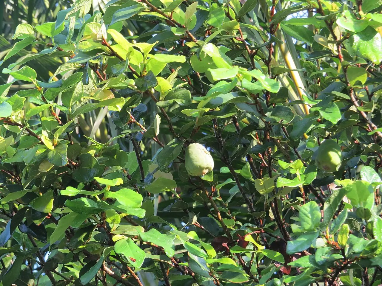 薜荔 (Ficus pumila) — 更多视角