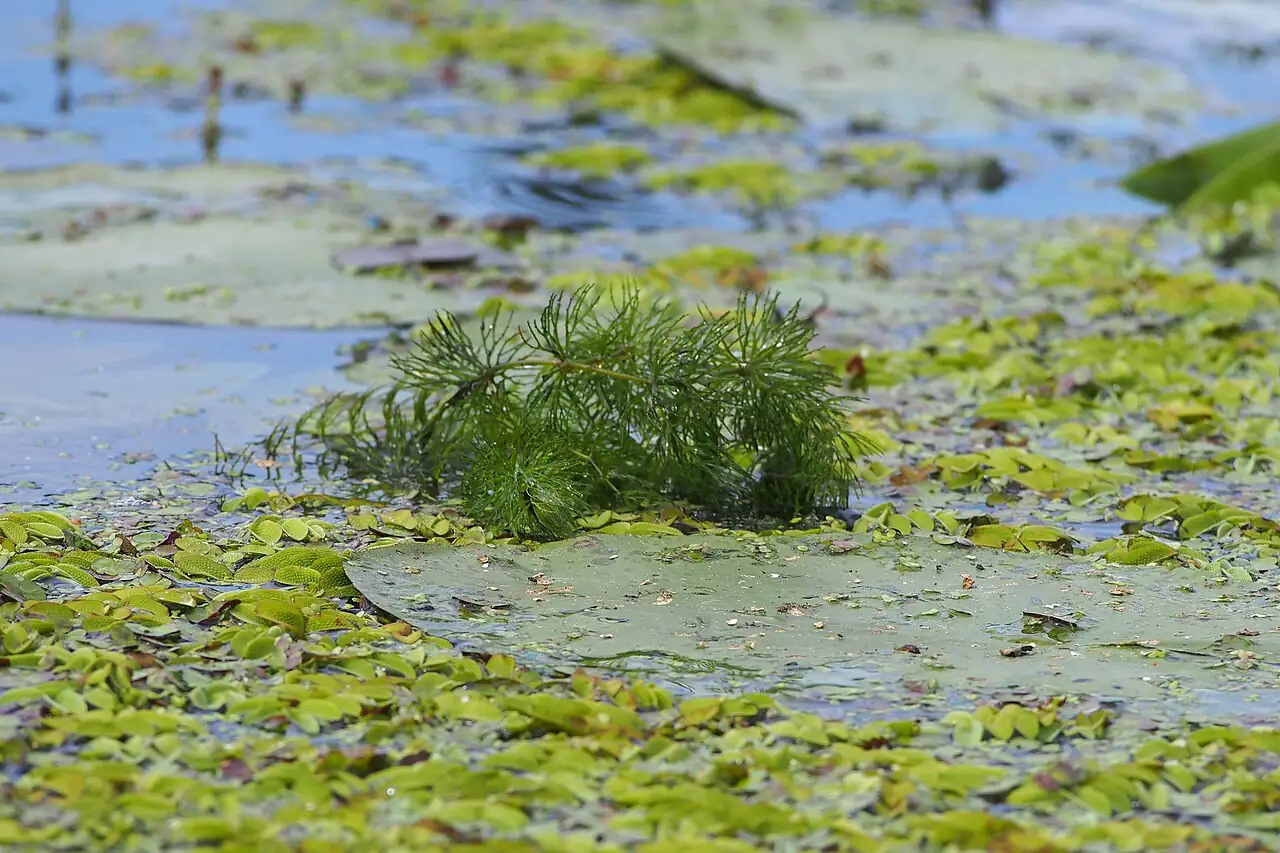 金鱼藻 (Ceratophyllum demersum) — 特写