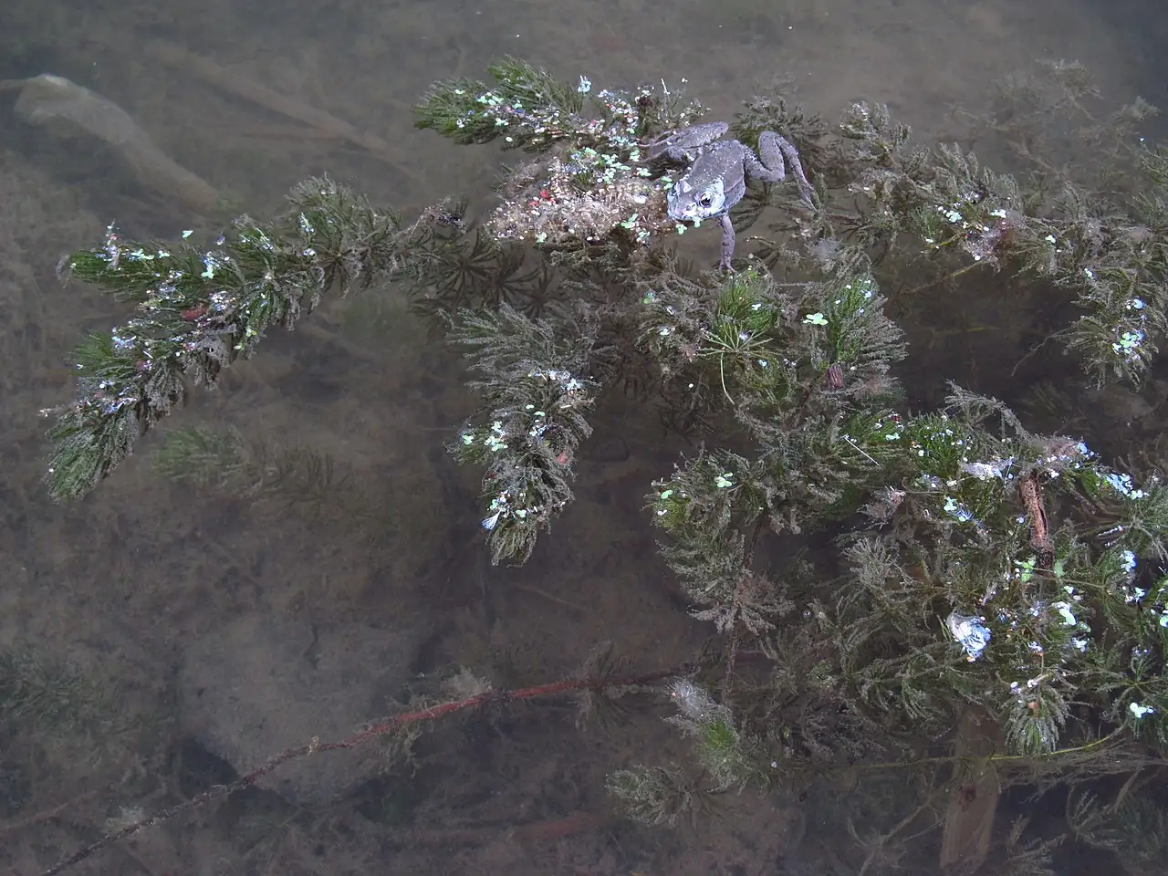 金鱼藻 (Ceratophyllum demersum) — 环境展示