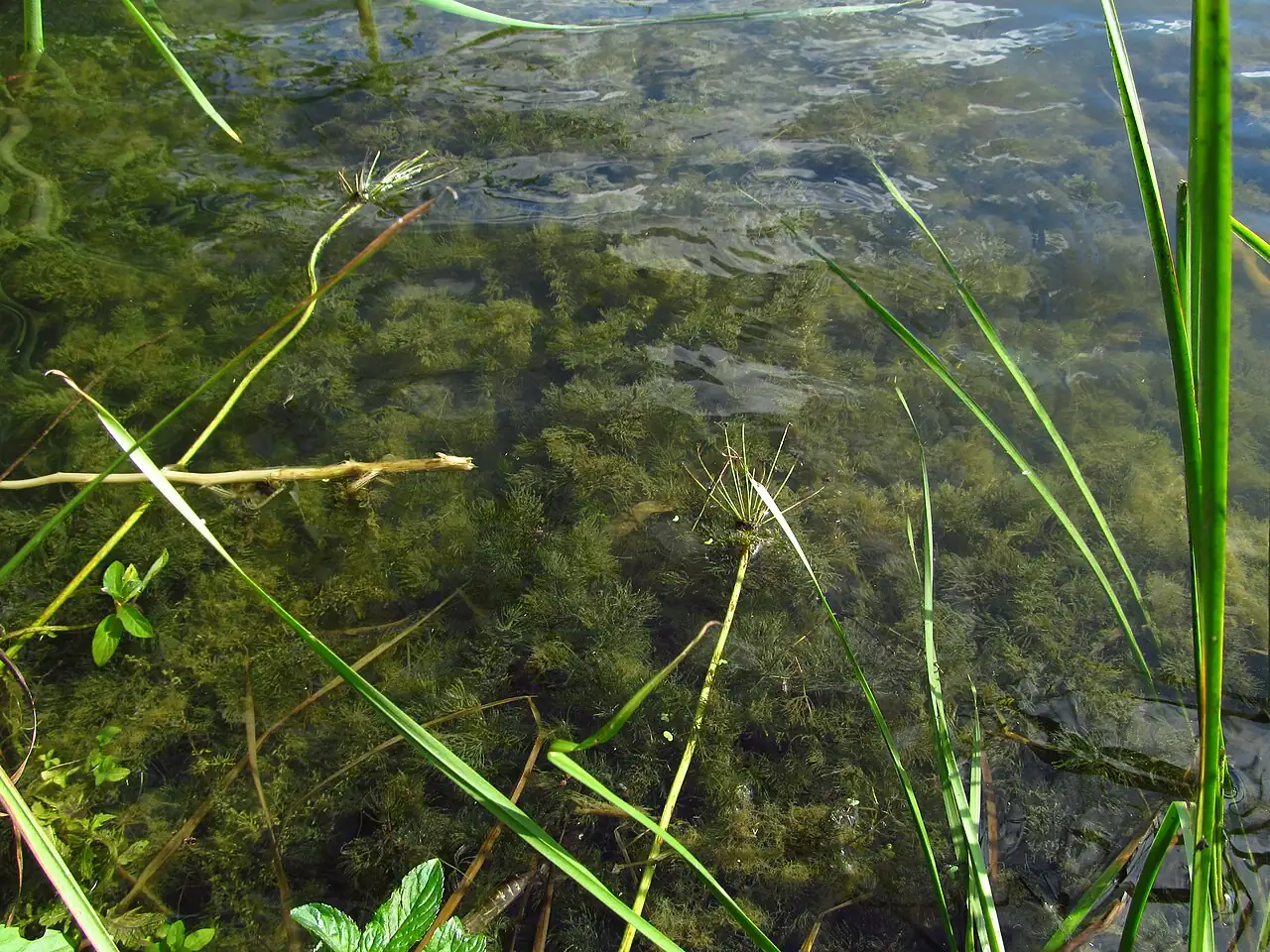 金鱼藻 (Ceratophyllum demersum) — 更多视角