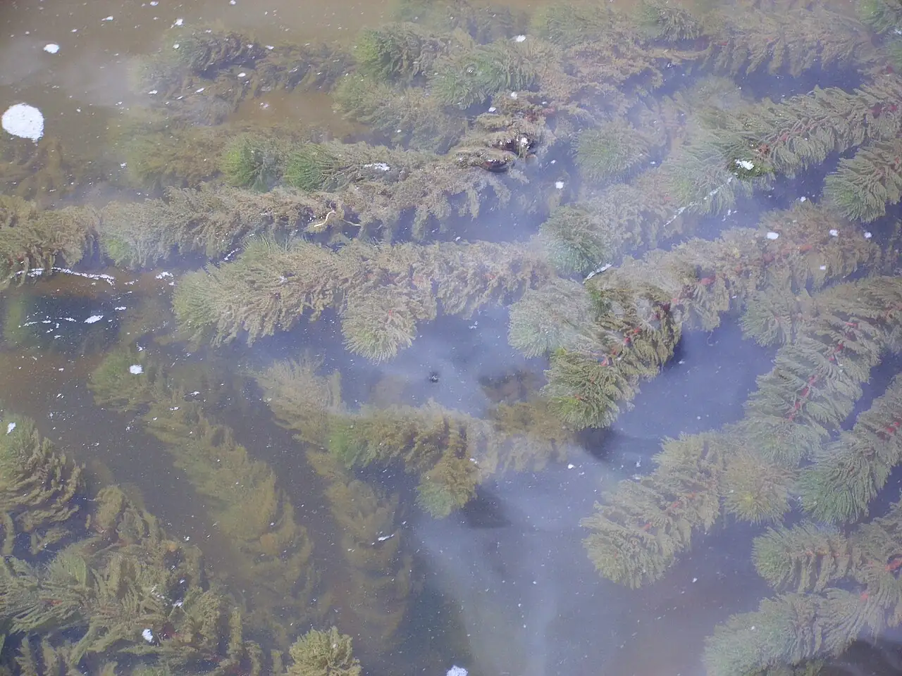 金鱼藻 (Ceratophyllum demersum) — 更多视角