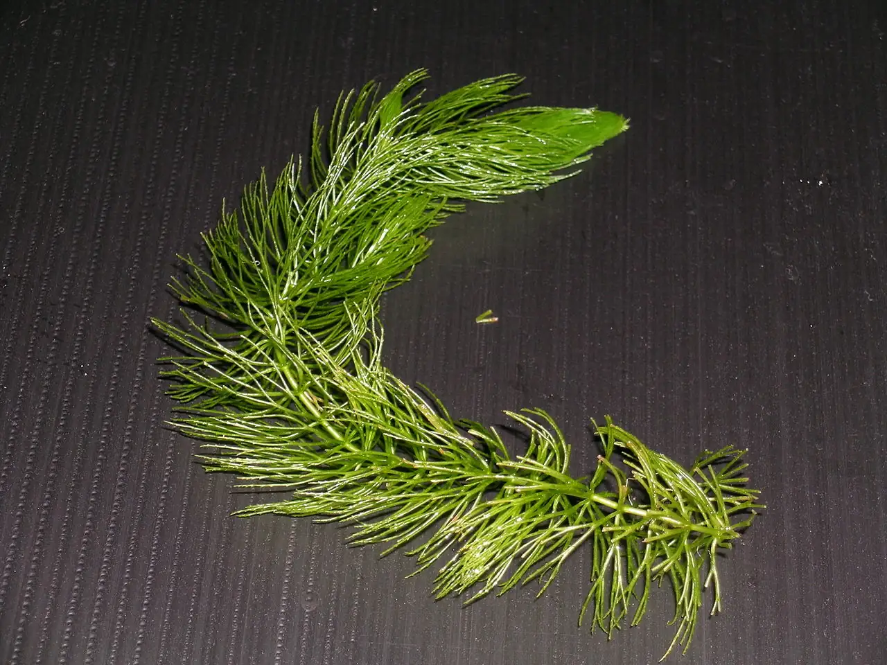 金鱼藻 (Ceratophyllum demersum) — 更多视角