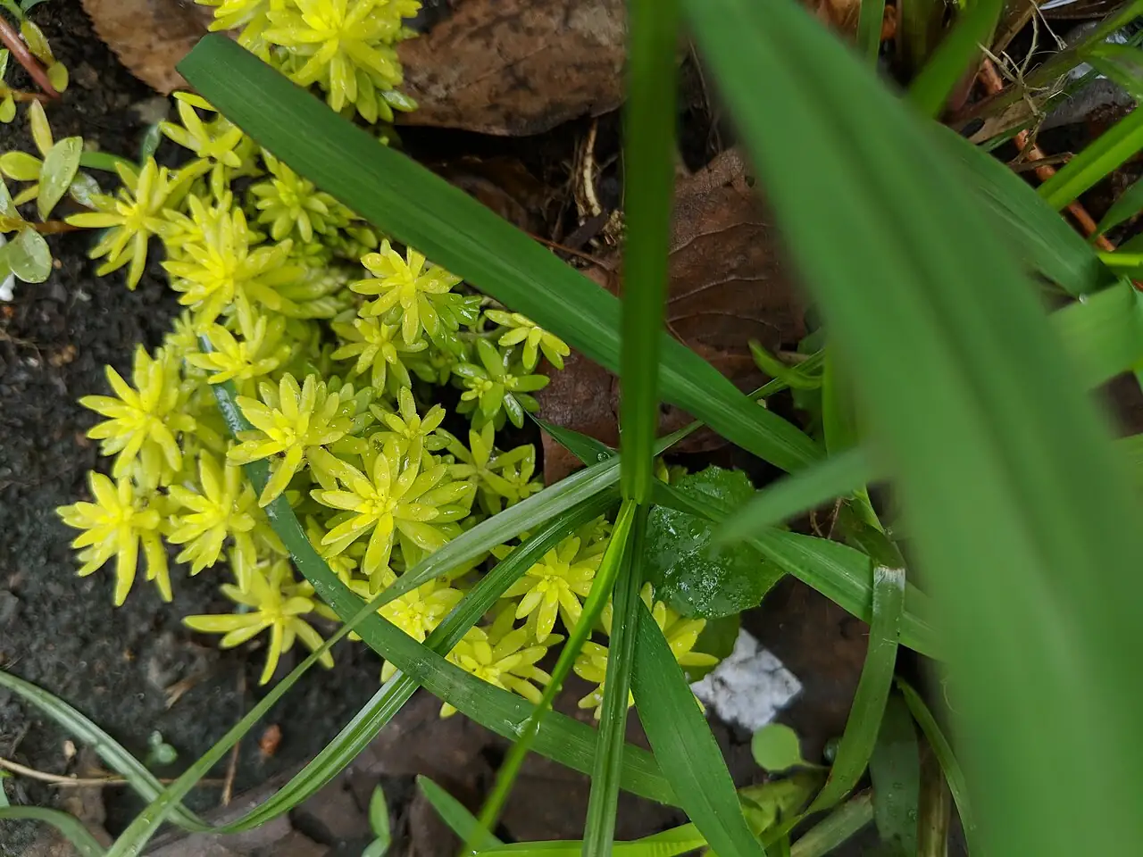佛甲草 (Sedum lineare) — 特写