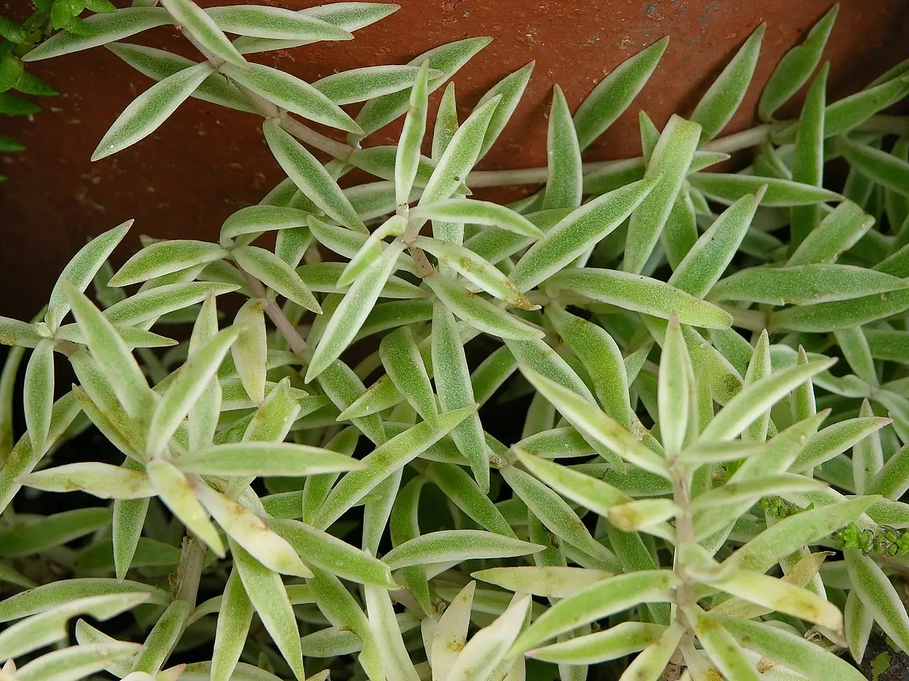 佛甲草 (Sedum lineare) — 更多视角
