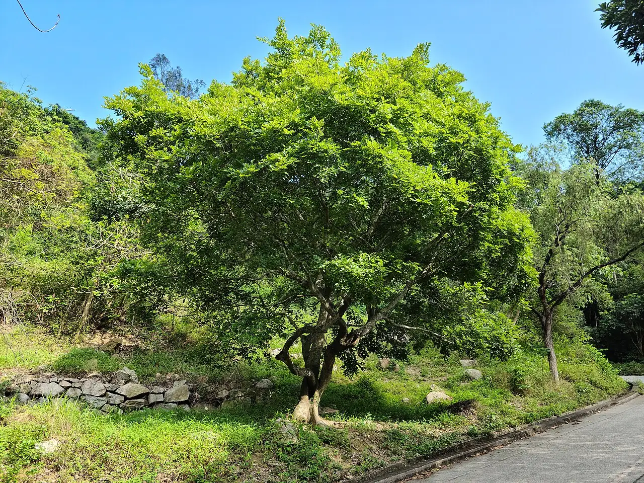 Chinese Hackberry (Celtis sinensis) — additional view