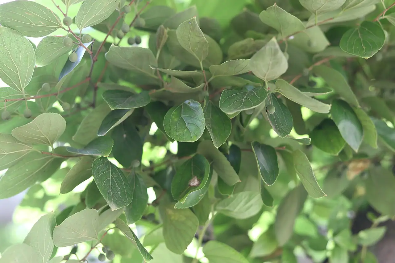 Chinese Hackberry (Celtis sinensis) — main view