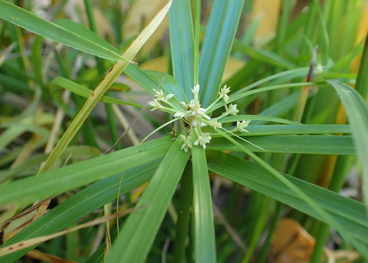 早伞草 (Cyperus involucratus) — 环境展示