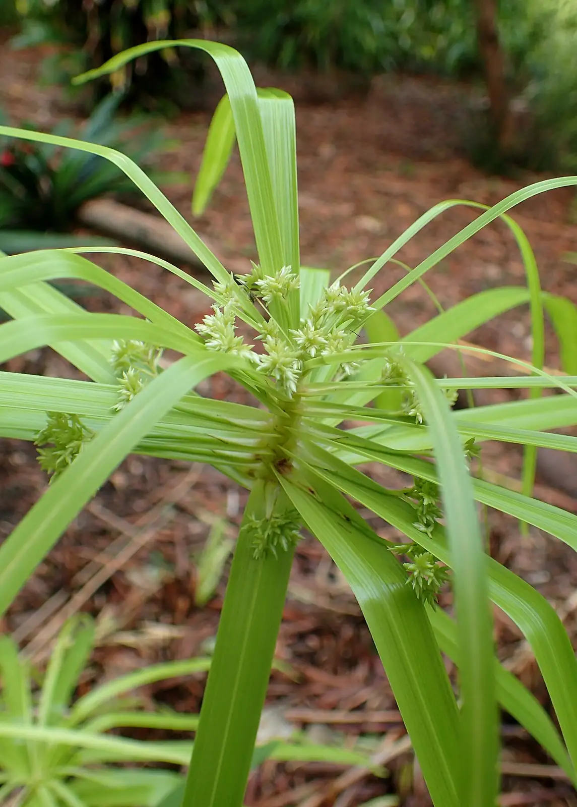 早伞草 (Cyperus involucratus) — 更多视角