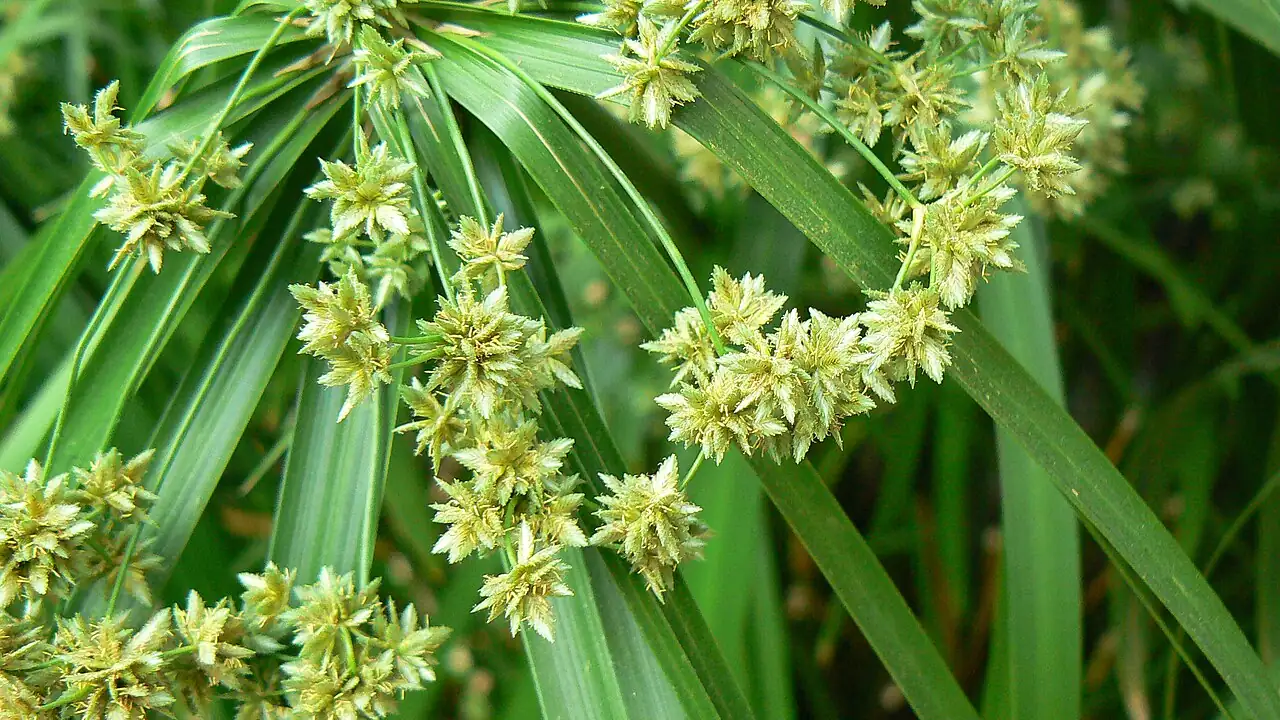 早伞草 (Cyperus involucratus) — 更多视角