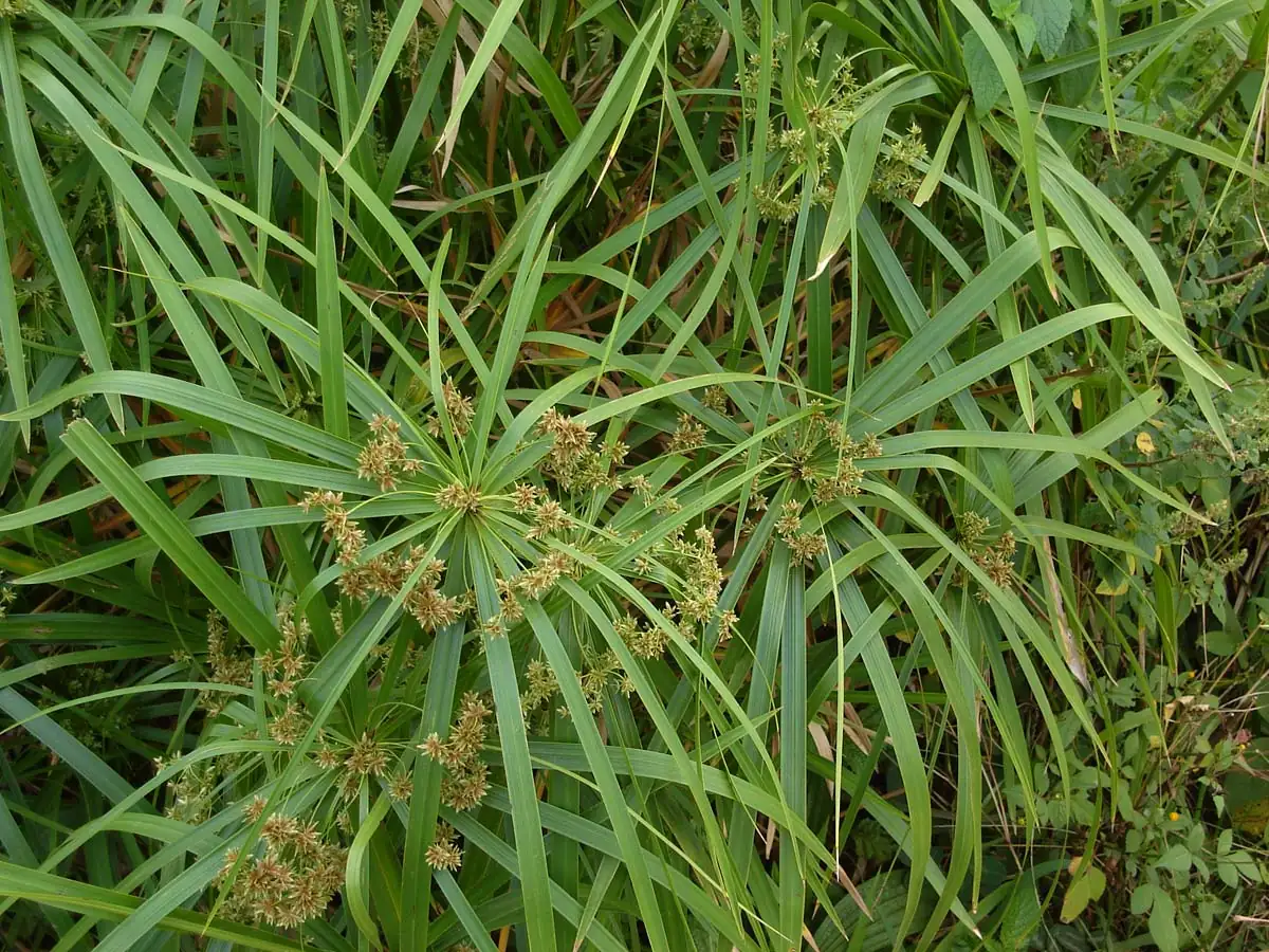 早伞草 (Cyperus involucratus) — 更多视角