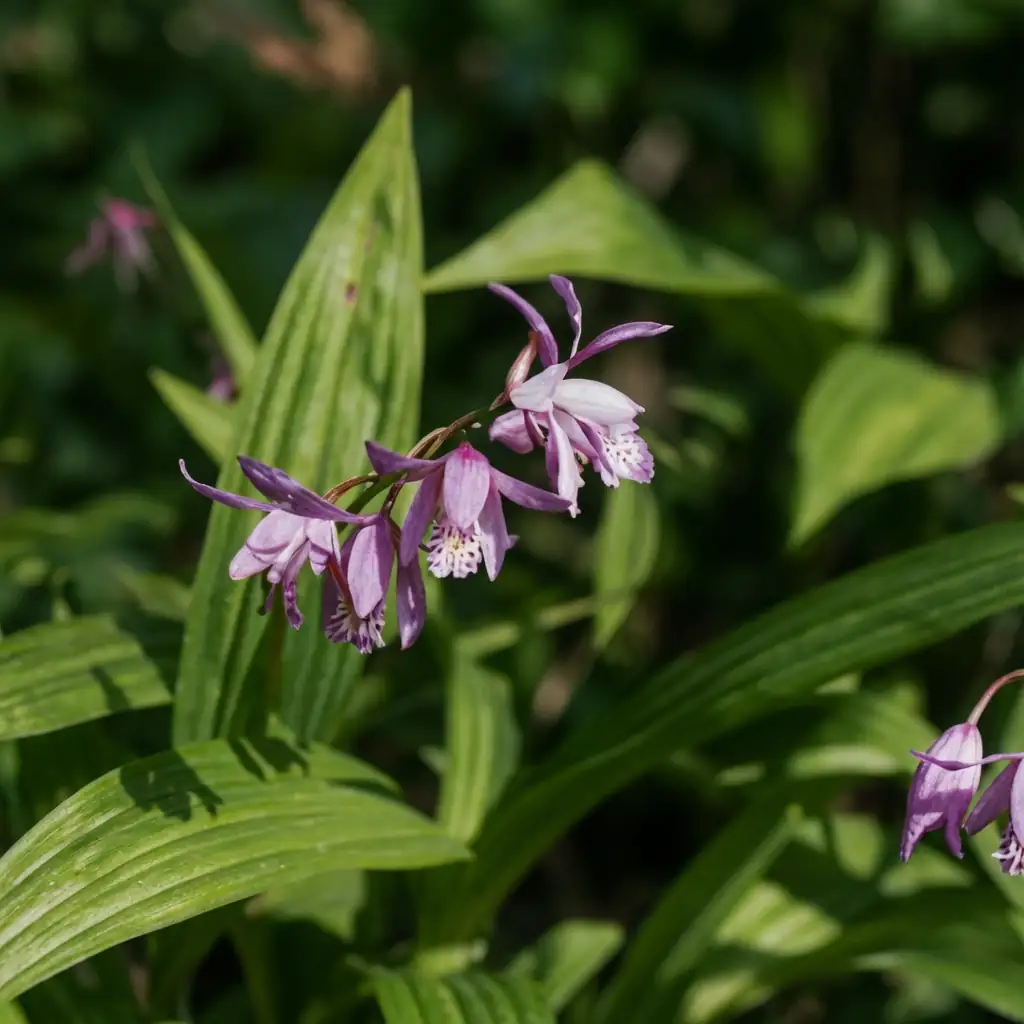 白及 (Bletilla striata) — 细节