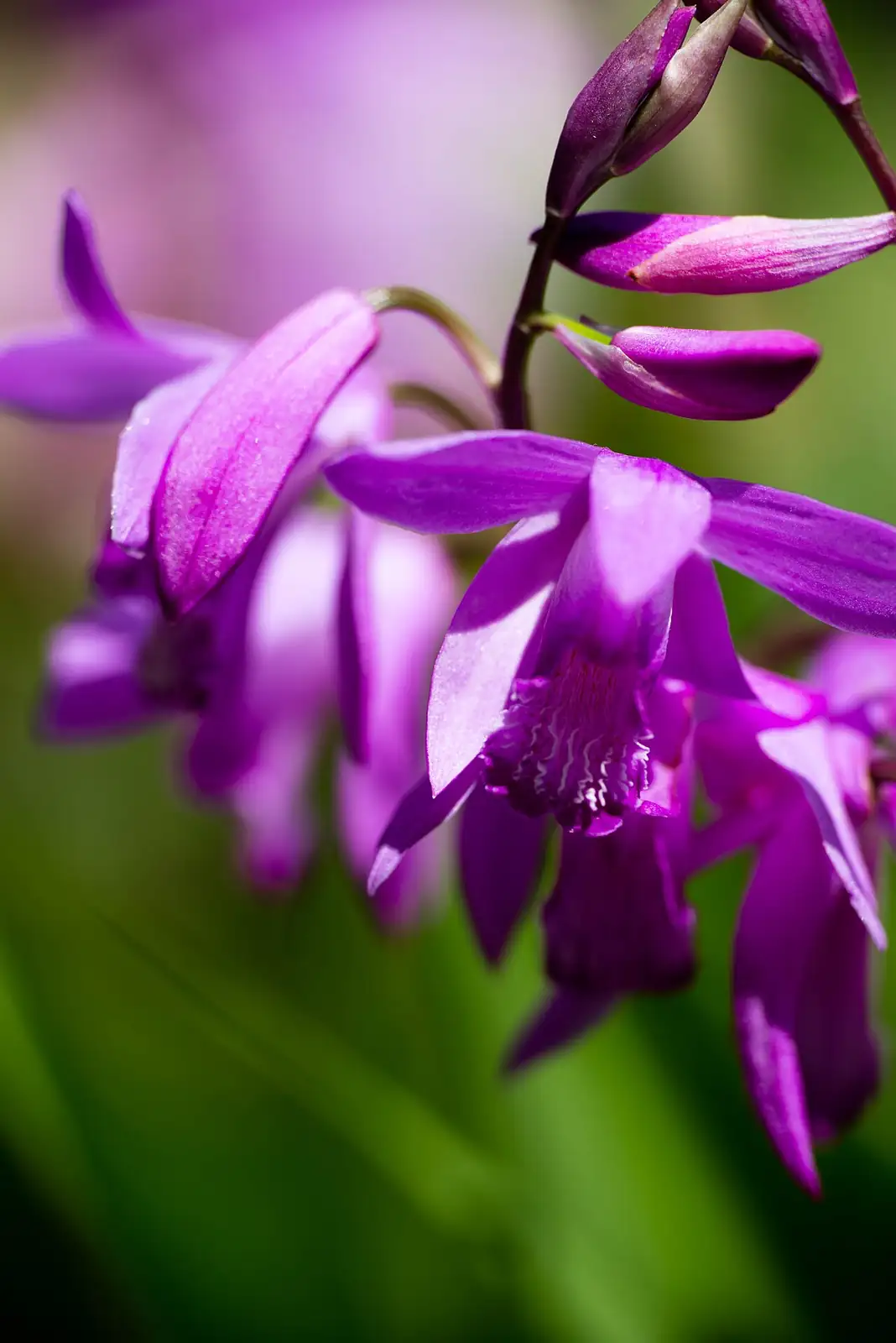 白及 (Bletilla striata) — 环境展示