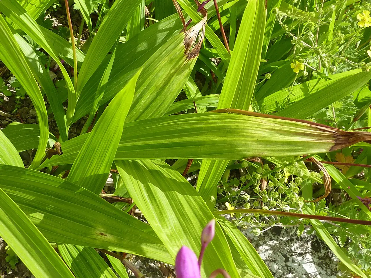 白及 (Bletilla striata) — 更多视角