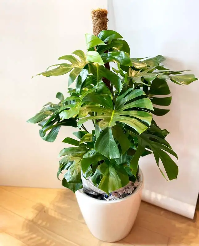 Swiss Cheese Plant (Monstera deliciosa) — additional view