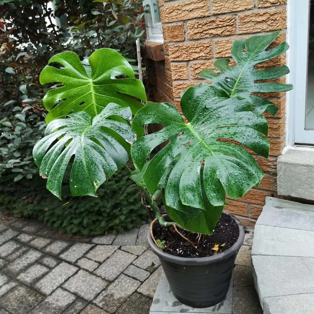 Swiss Cheese Plant (Monstera deliciosa) — main view