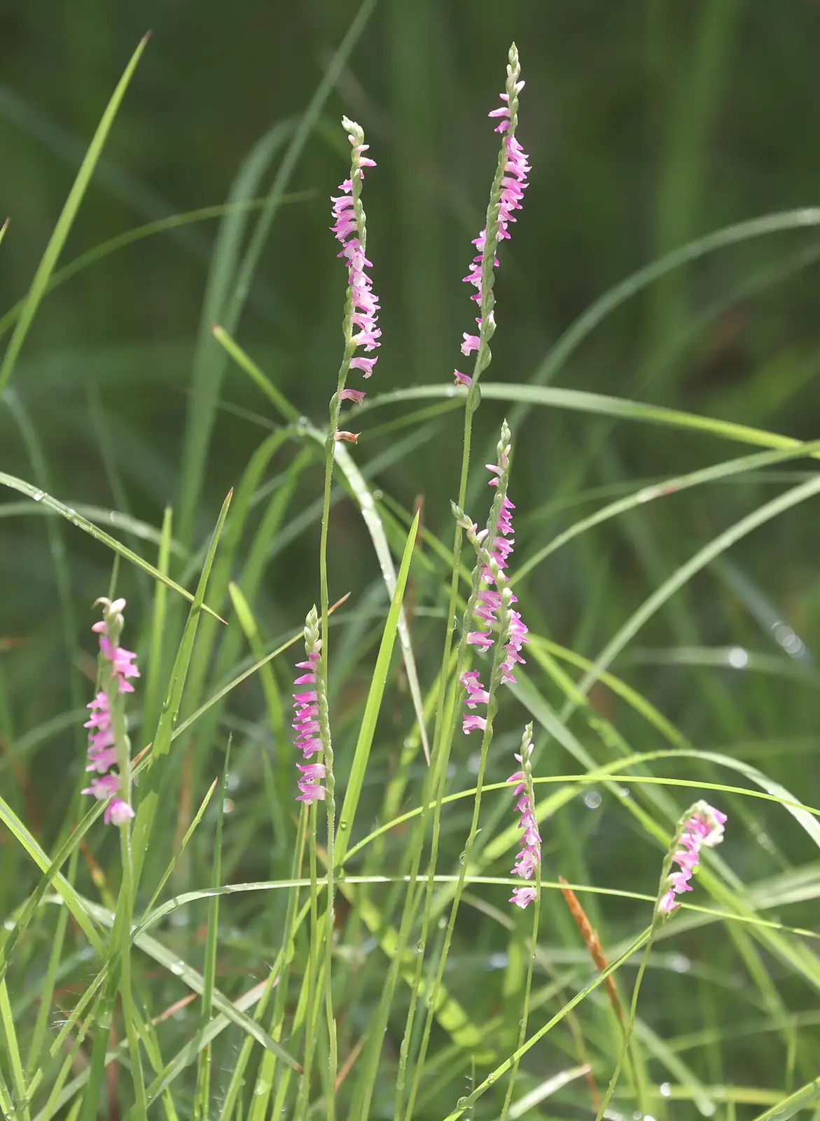 缨草 (Spiranthes sinensis) — 环境展示