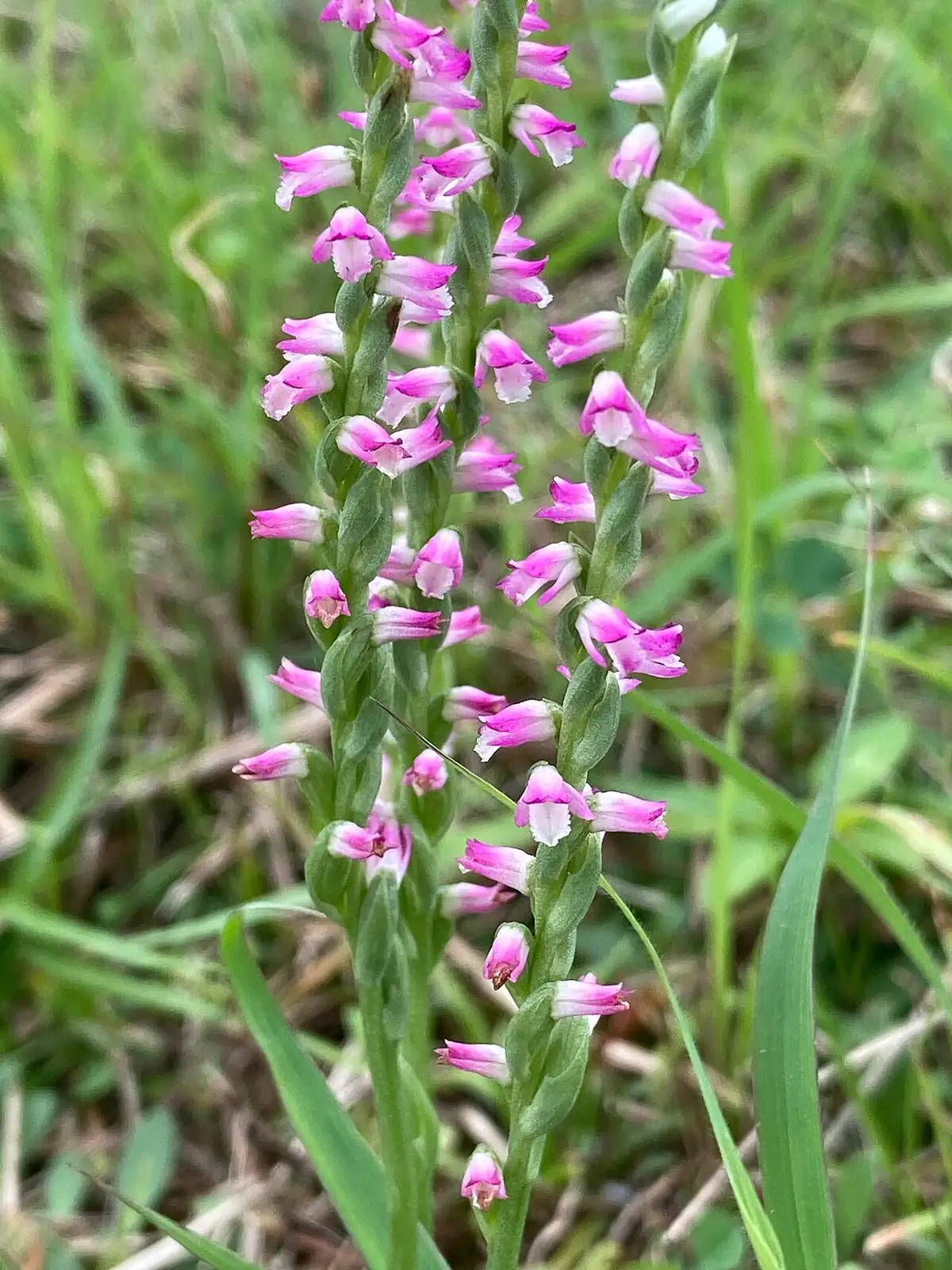 缨草 (Spiranthes sinensis) — 更多视角