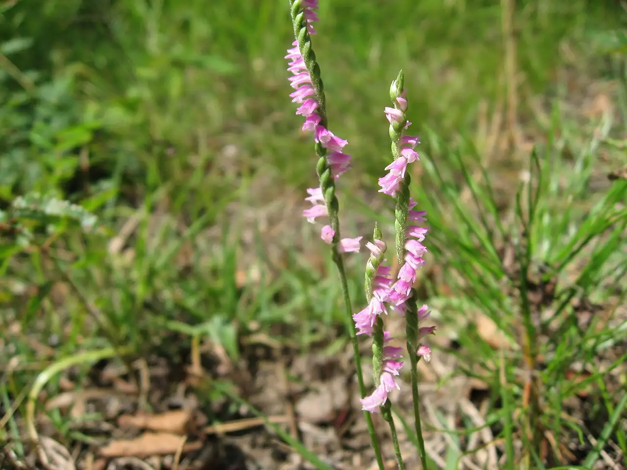 缨草 (Spiranthes sinensis) — 更多视角