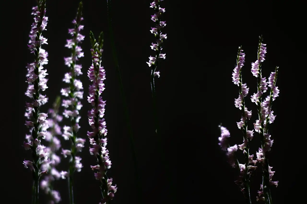 缨草 (Spiranthes sinensis) — 特写