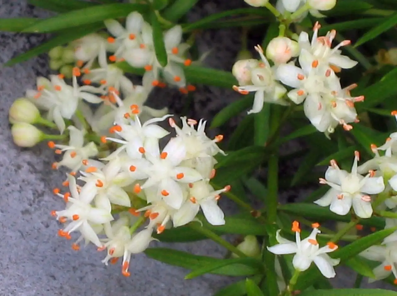 Chinese asparagus fern (Asparagus cochinchinensis) — additional view