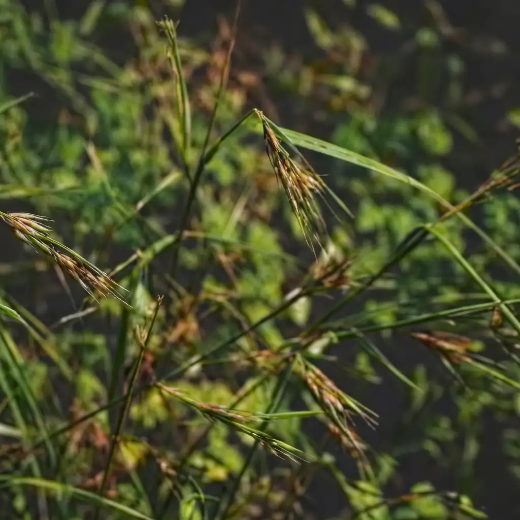 阿拉伯黄背草 (Themeda triandra) — 更多视角