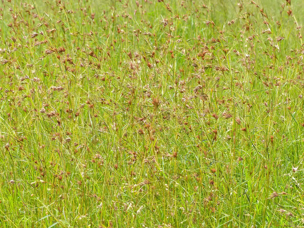 阿拉伯黄背草 (Themeda triandra) — 特写