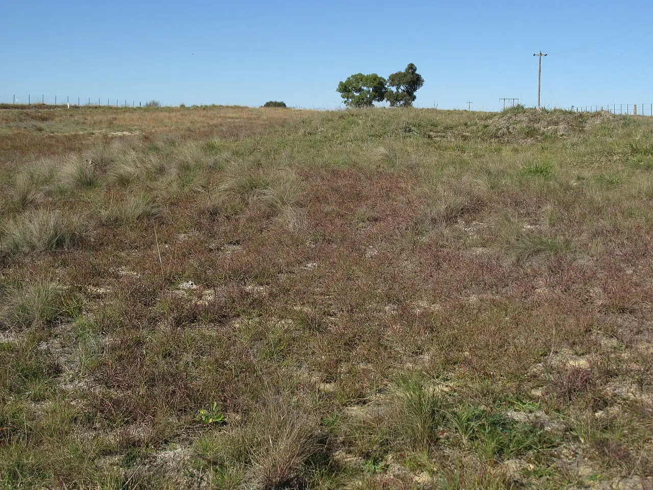 阿拉伯黄背草 (Themeda triandra) — 更多视角