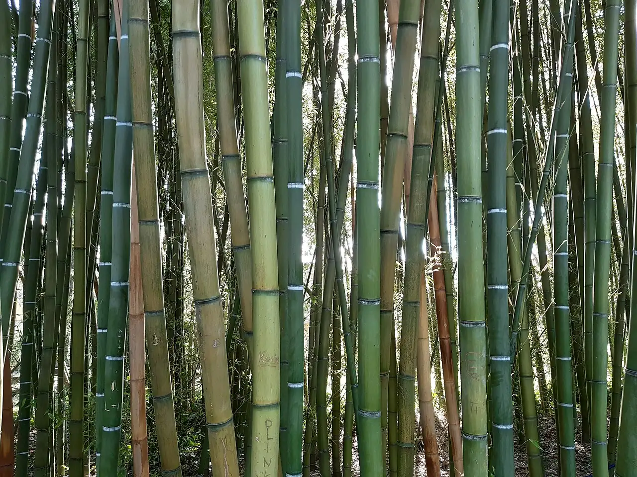 斑竹 (Phyllostachys bambusoides) 养护 – Oasislink