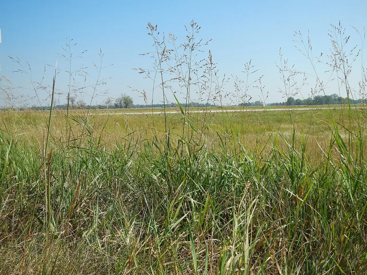 Switchgrass (Panicum virgatum) — close-up