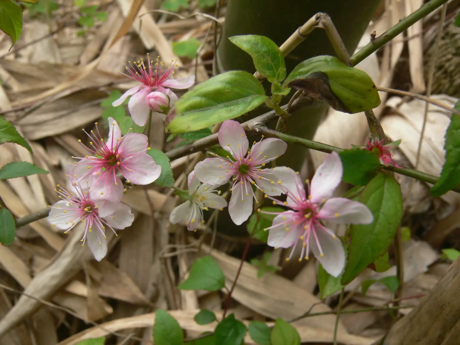 郁李 (Cerasus japonica) 养护 – Oasislink