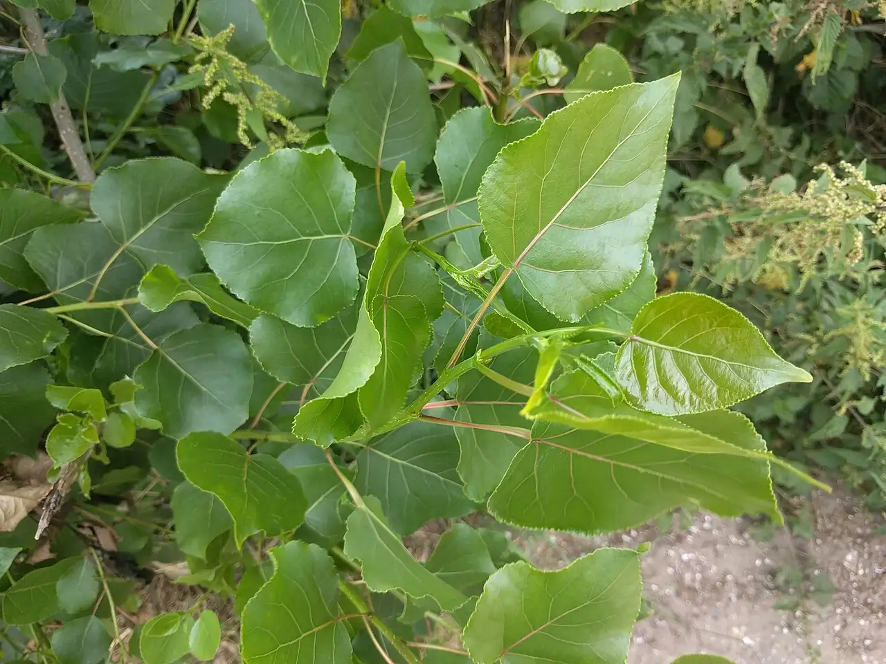 Canadian Poplar (Populus × canadensis Moench) — in setting