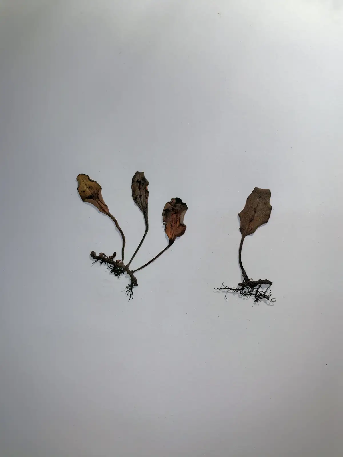 有柄石韦 (Pyrrosia petiolosa) — 环境展示