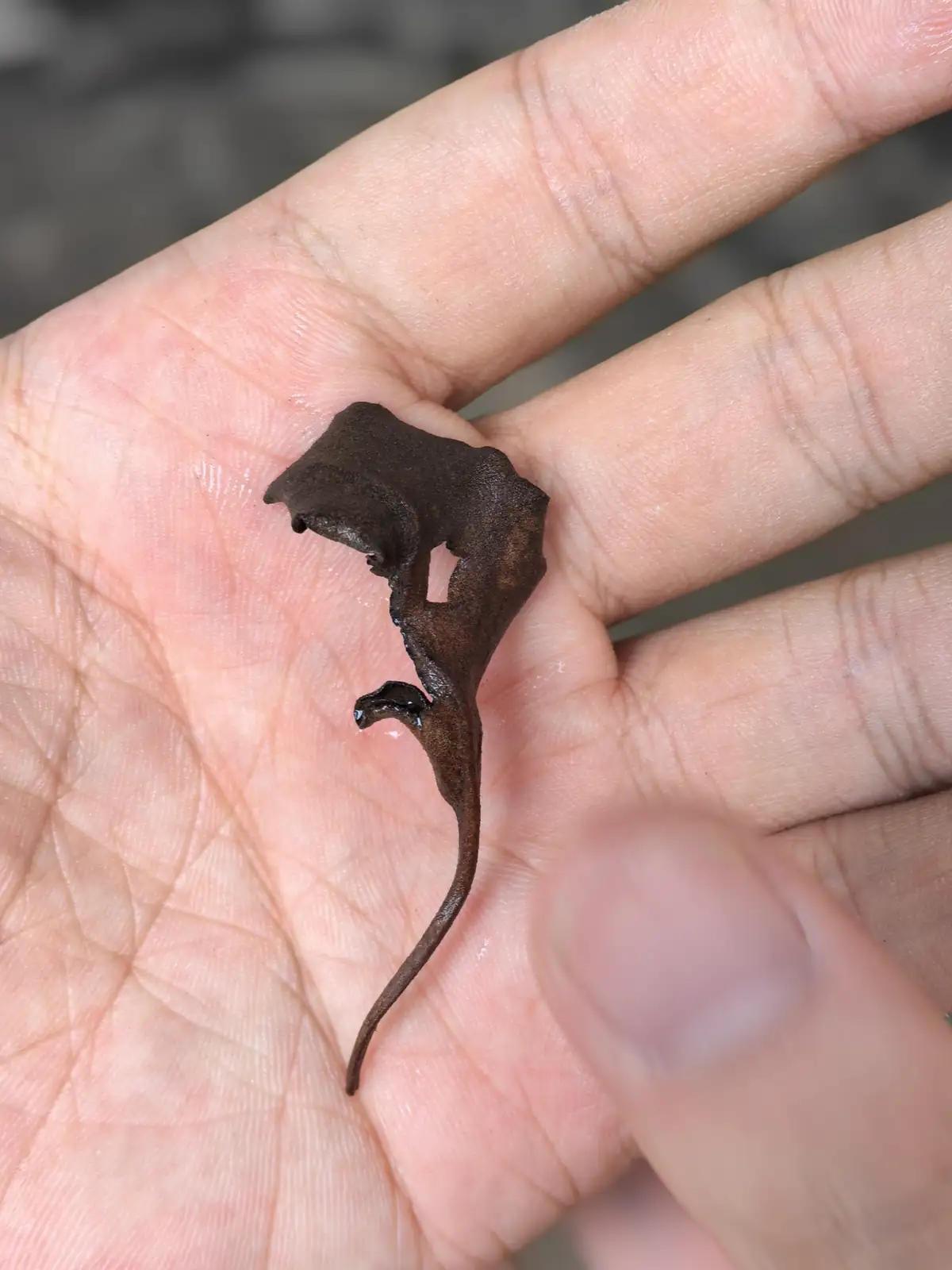 有柄石韦 (Pyrrosia petiolosa) — 更多视角