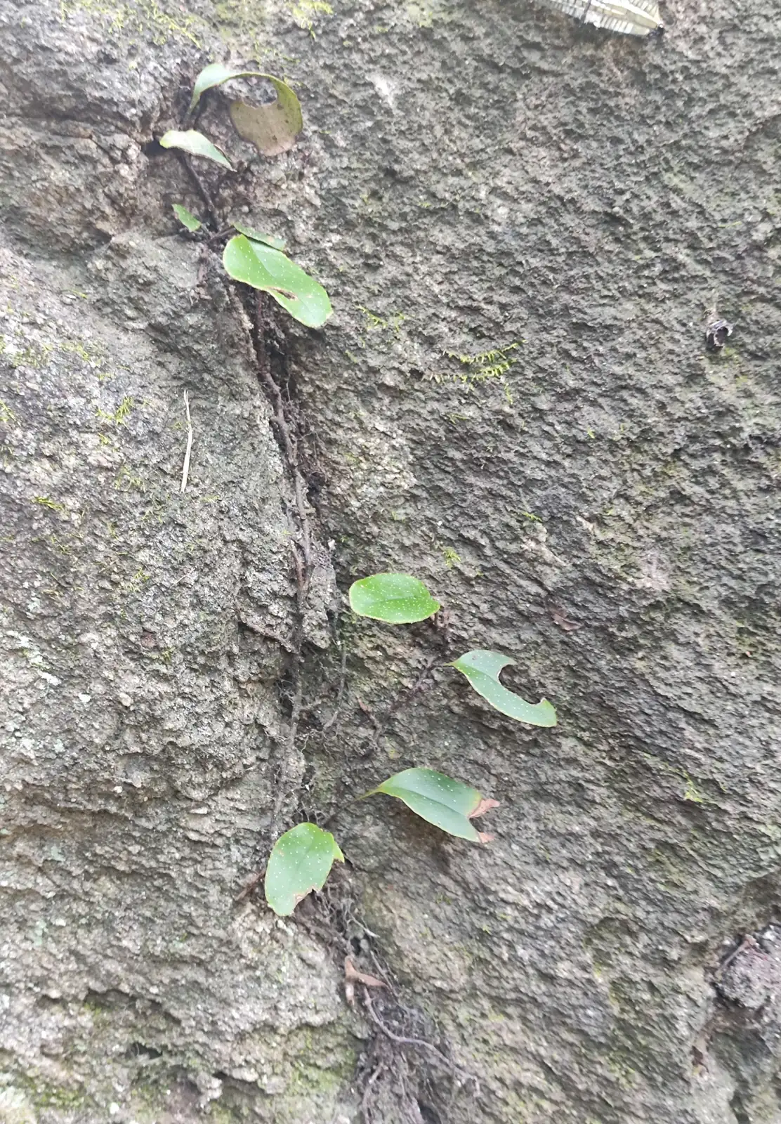 有柄石韦 (Pyrrosia petiolosa) — 更多视角