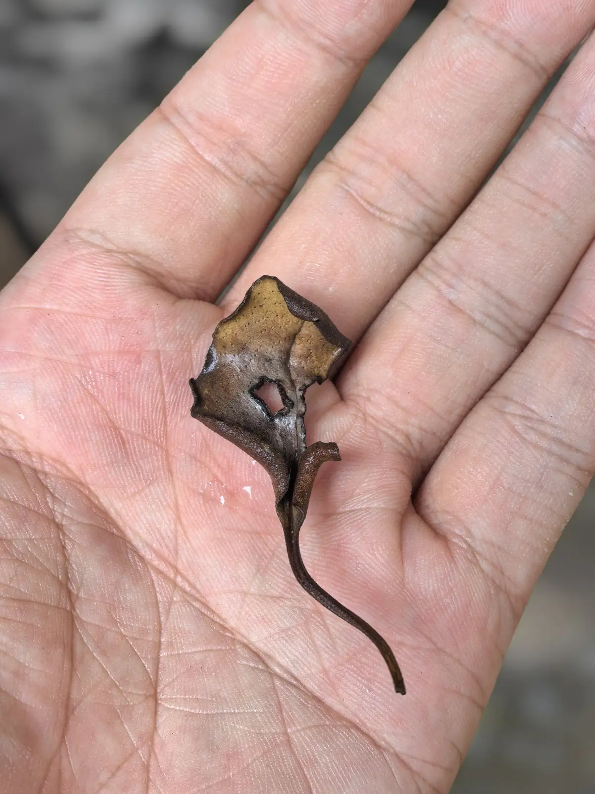 有柄石韦 (Pyrrosia petiolosa) — 更多视角