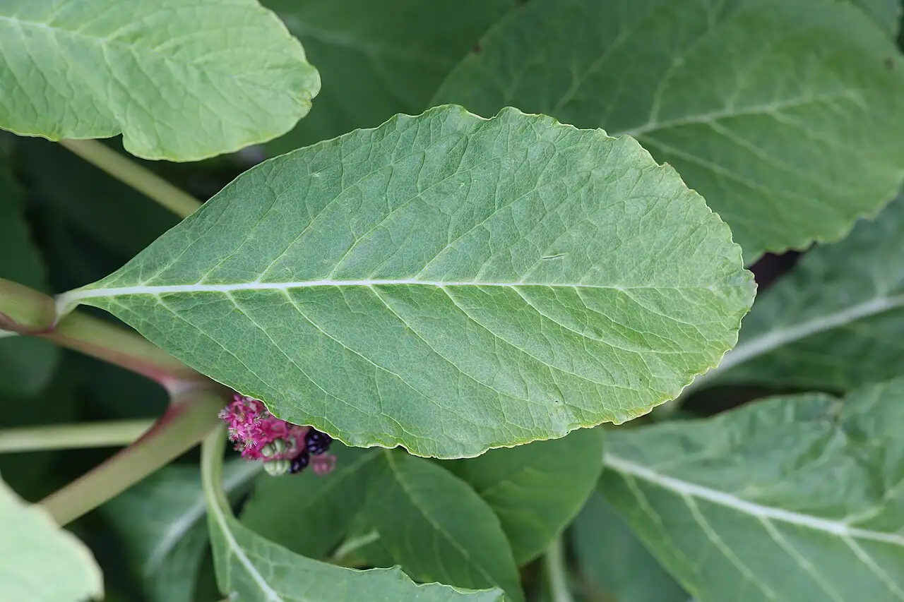 Indian Pokeweed (Phytolacca acinosa) — additional view