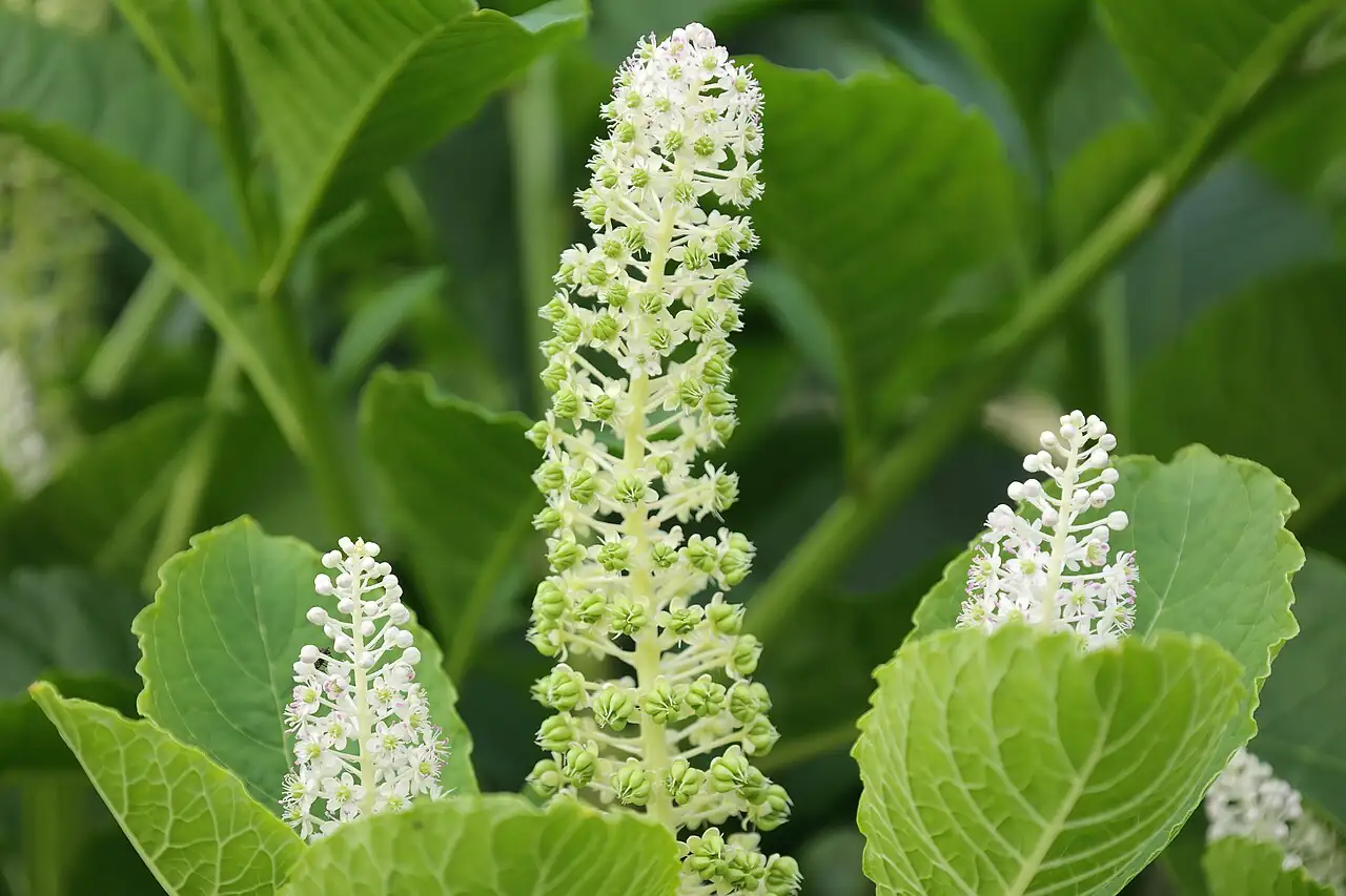 Indian Pokeweed (Phytolacca acinosa) — main view