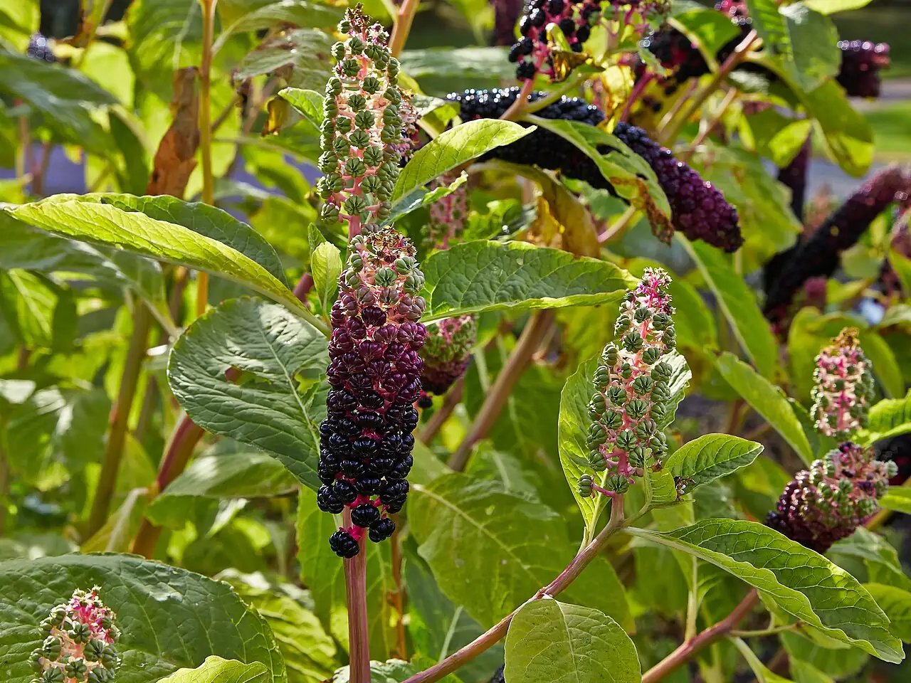 Indian Pokeweed (Phytolacca acinosa) — close-up
