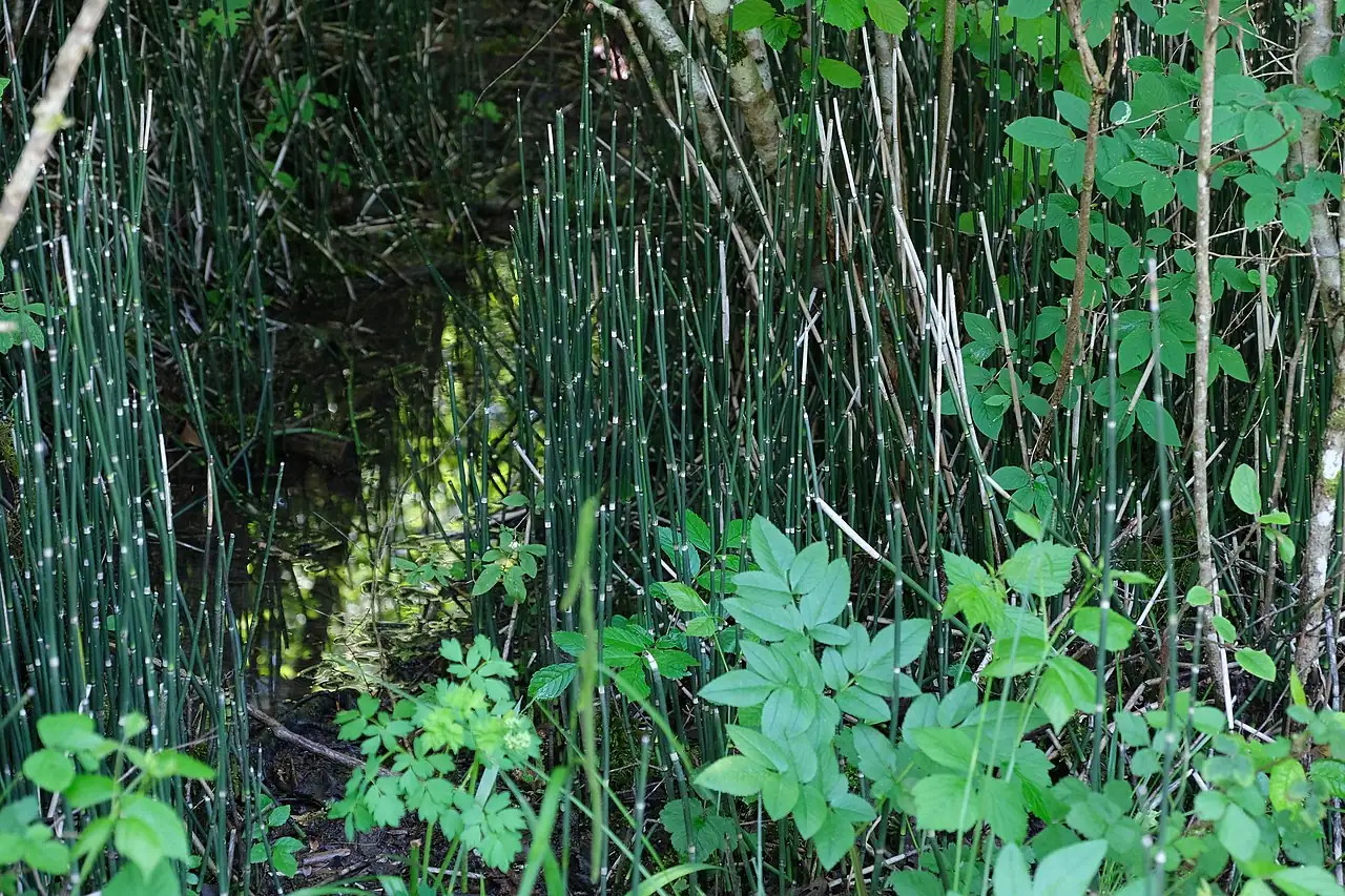 木贼 (Equisetum hyemale) — 更多视角