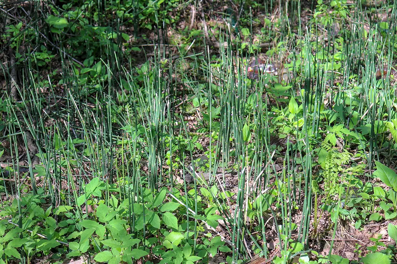 木贼 (Equisetum hyemale) — 更多视角