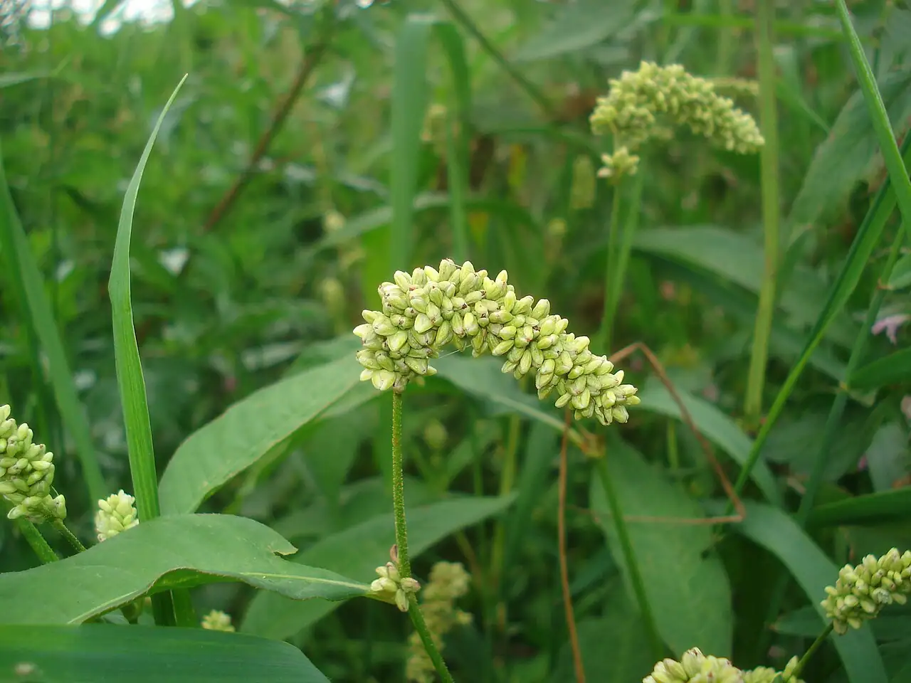 Pale Persicaria (Polygonum lapathifolium) — detail