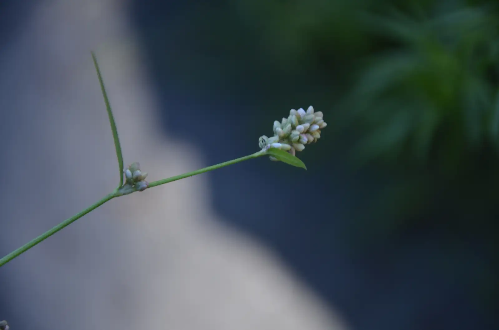 Pale Persicaria (Polygonum lapathifolium) — in setting