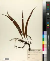 裸叶石韦 (Pyrrosia nuda) — 更多视角