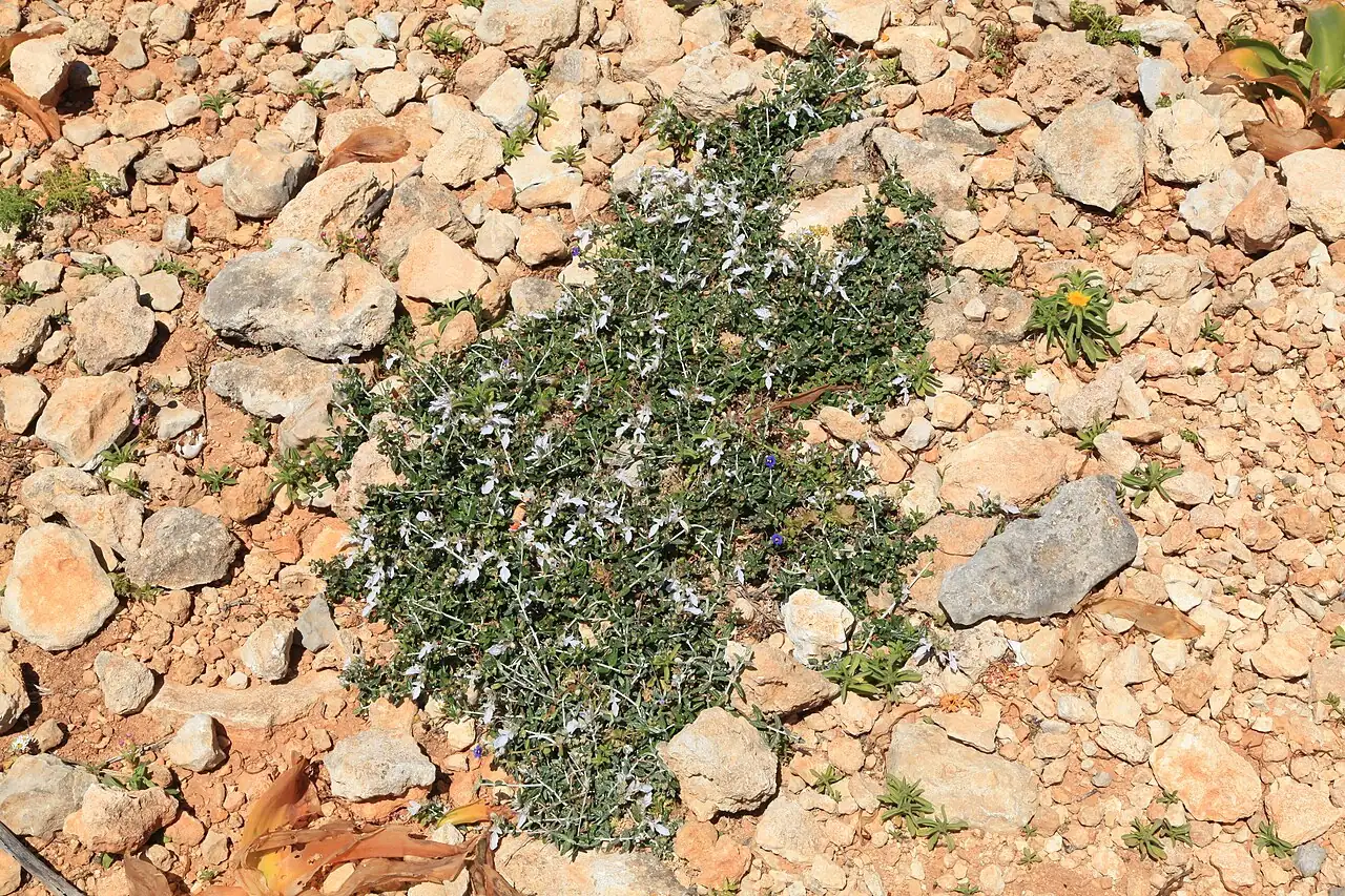 水果蓝 (Teucrium fruticans) — 特写