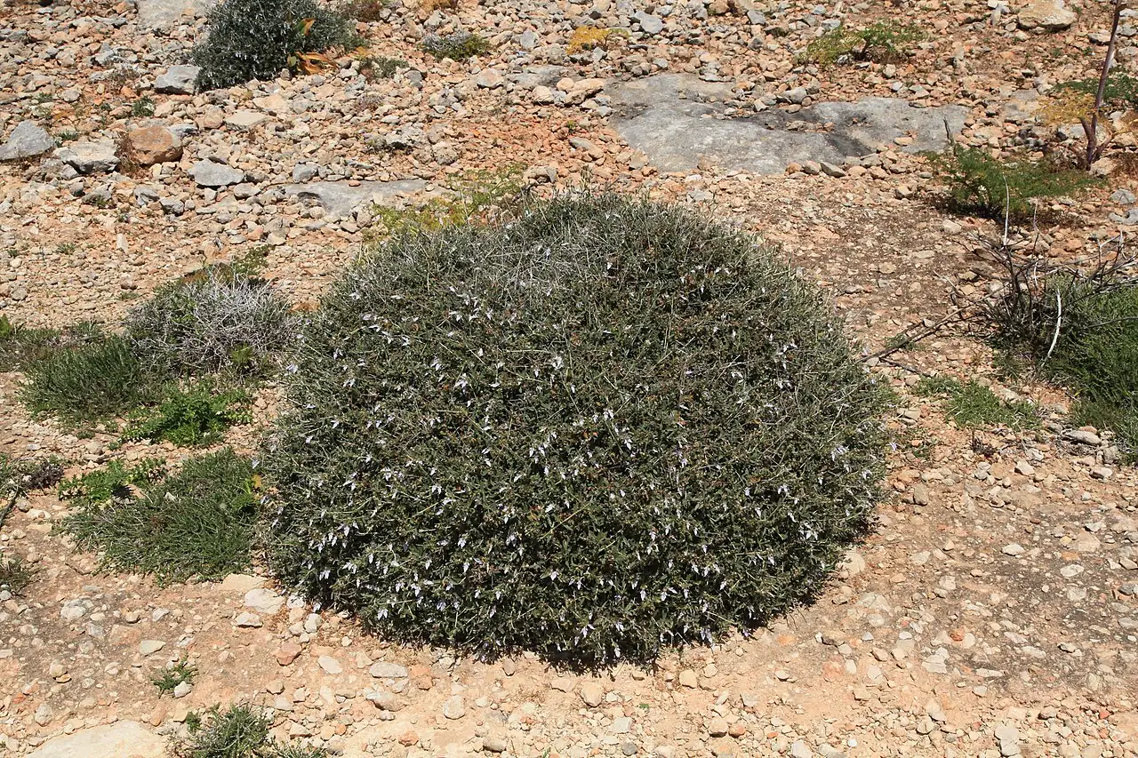 水果蓝 (Teucrium fruticans) — 环境展示